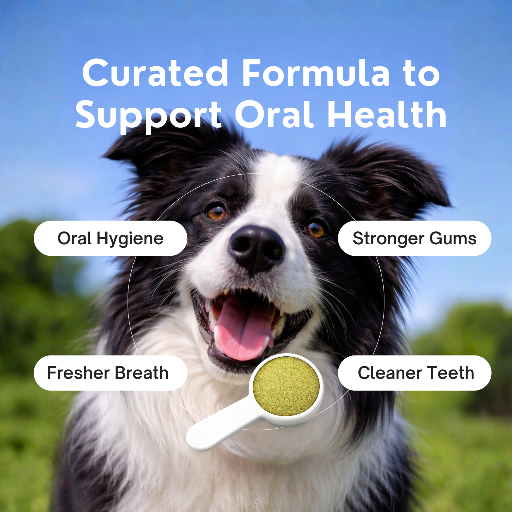 Dog Teeth Cleaning Powder, Dog Dental Powder and Cats Breath Freshener, Plaque Off Pet Tooth Cleaning lab co, Bad Breath & Tartar Remover for Dogs, Dog Teeth Cleaning with Enzymes 120 Day Supply, 120g
