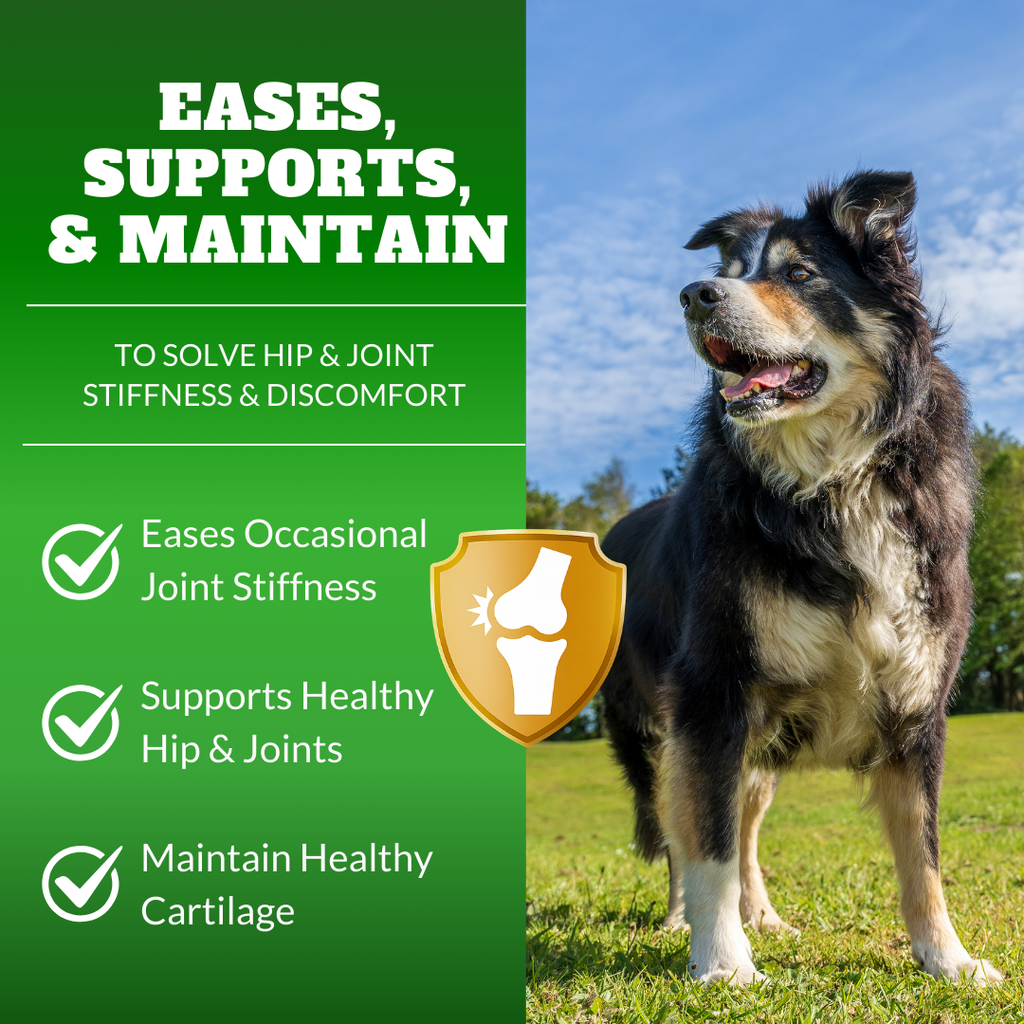 Dog Joint Supplement Chews with Glucosamine, MSM, & Omega-3 | Joint Support for Senior & Large Breed Dogs | Promotes Longevity & Healthy Aging | Supports Mobility & Flexibility with CoQ10 | 120 Ct