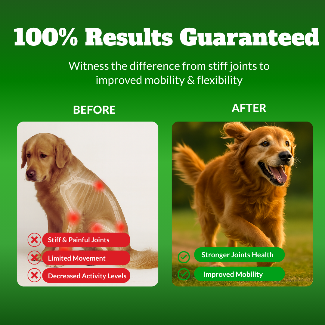 Dog Joint Supplement Chews with Glucosamine, MSM, & Omega-3 | Joint Support for Senior & Large Breed Dogs | Promotes Longevity & Healthy Aging | Supports Mobility & Flexibility with CoQ10 | 120 Ct