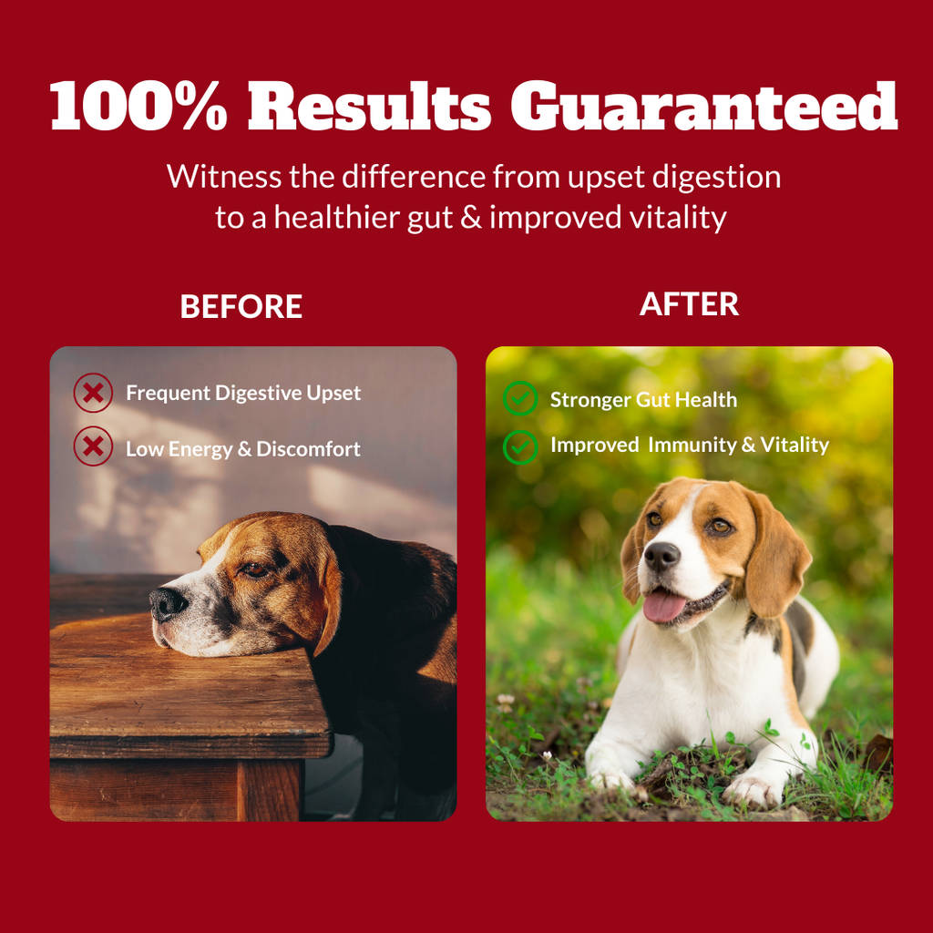 Probiotics for Dogs & Cats | Supports Sensitive Stomachs, Itchy Skin, Allergies, Immunity, Yeast Balance, & Oral Health | Dog Probiotic & Digestive Enzymes with Prebiotics | Reduces Diarrhea & Gas | 120 Ct