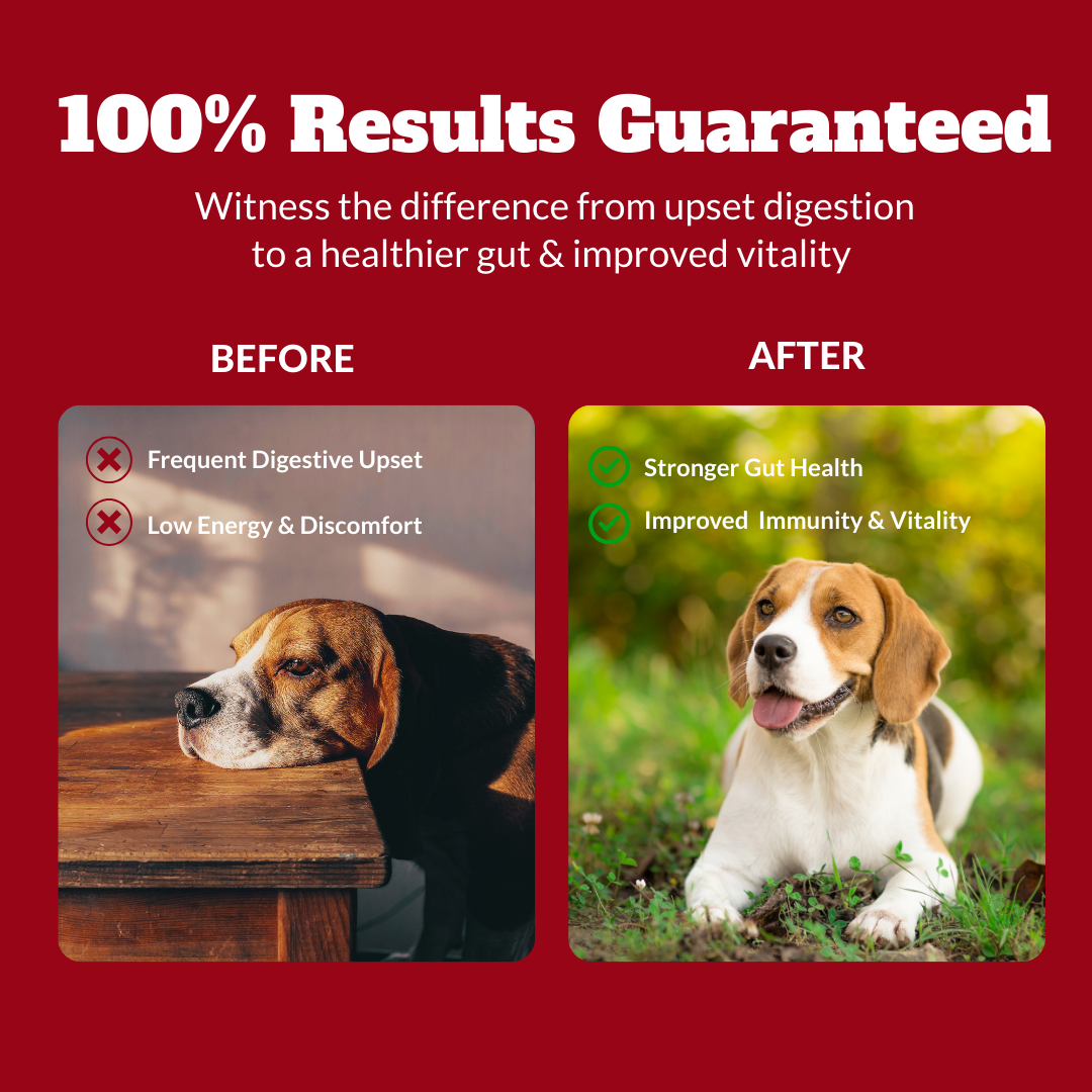 Probiotics for Dogs & Cats | Supports Sensitive Stomachs, Itchy Skin, Allergies, Immunity, Yeast Balance, & Oral Health | Dog Probiotic & Digestive Enzymes with Prebiotics | Reduces Diarrhea & Gas | 120 Ct